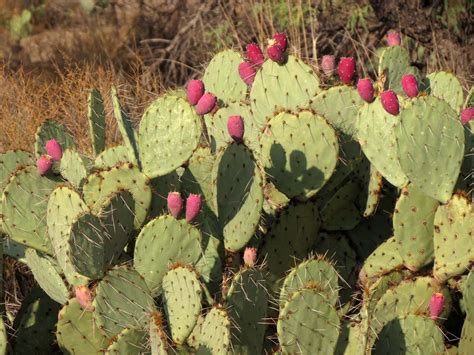 The cactus